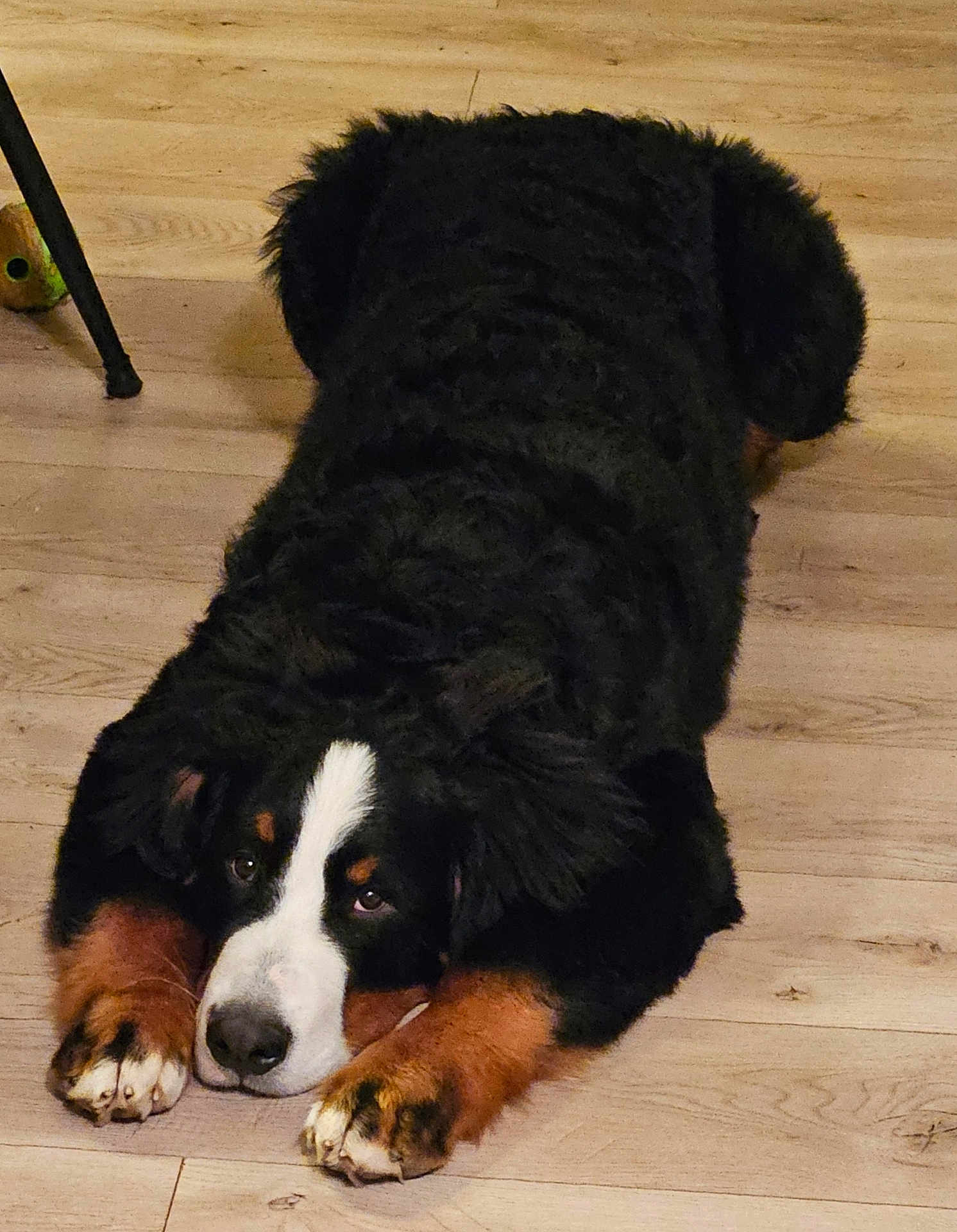 Aston a rejoint le concours — aidez-le/la à gagner de superbes lots ! dog, bernese_mountain_dog, lying_down, floor, wooden_floor, paws, ears, black_fur, brown_fur, white_fur, pet, animal, indoor, canine, cute, fluffy, resting, looking_up, tired, waiting