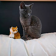 Maya joined the competition — help win amazing prizes! cat, gray_cat, stuffed_toy, fox_toy, white_couch, indoor, pet, animal, feline, sitting, fur, cute, toy, domestic_animal, companion, portrait, leather, minimalist, black_background, curious