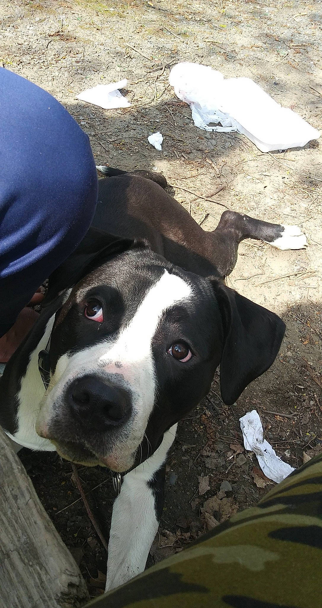 Oreo joined the competition — help win amazing prizes! carnivore, collar, companion_dog, dog, dog_breed, dog_collar, fur, grass, guard_dog, non_sporting_group, snout, soil, terrestrial_animal, whiskers, working_animal, working_dog