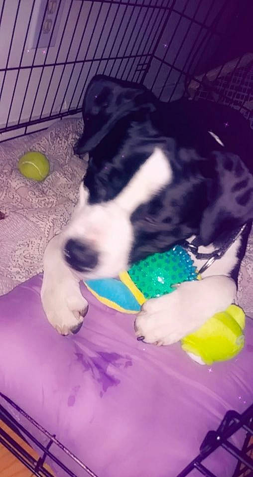 Oreo joined the competition — help win amazing prizes! ball, canidae, carnivore, cat_supply, comfort, companion_dog, dog, dog_breed, dog_supply, dog_toy, fur, magenta, mammal, paw, pet_supply, snout, sporting_group, tail, toy, working_animal