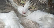 Jasmine is registered to the contest to win money with this photo: animals, blue_eyes, cat, cats, cozy, feline, fluffy, fur, furniture, gray_fur, green_eyes, indoor, paws, pet, portrait, relaxed, sleepy, tabby, whiskers, white_fur