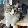 Jasmine is registered to the contest to win money with this photo: animal, brown_fur, cat, cat_tree, close_up, ears, fluffy, green_eyes, indoors, long_hair, pet, pink_nose, portrait, sitting, sunlight, tabby, television, whiskers, white_fur, window