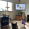 carpet, cat, cat_tree, cat_video, cozy_home, fireplace, fluffy_cat, furniture, houseplant, indoors, legs, living_room, long_hair, person, pet, purple_socks, socks, sofa, television, window