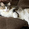 Jasmine is registered to the contest to win money with this photo: blanket, cat, couch, cozy, cushions, ears, fluffy, green_eyes, indoors, living_room, long_hair, lounging, lying_down, paws, pet, portrait, sofa, tail, whiskers, white_and_gray