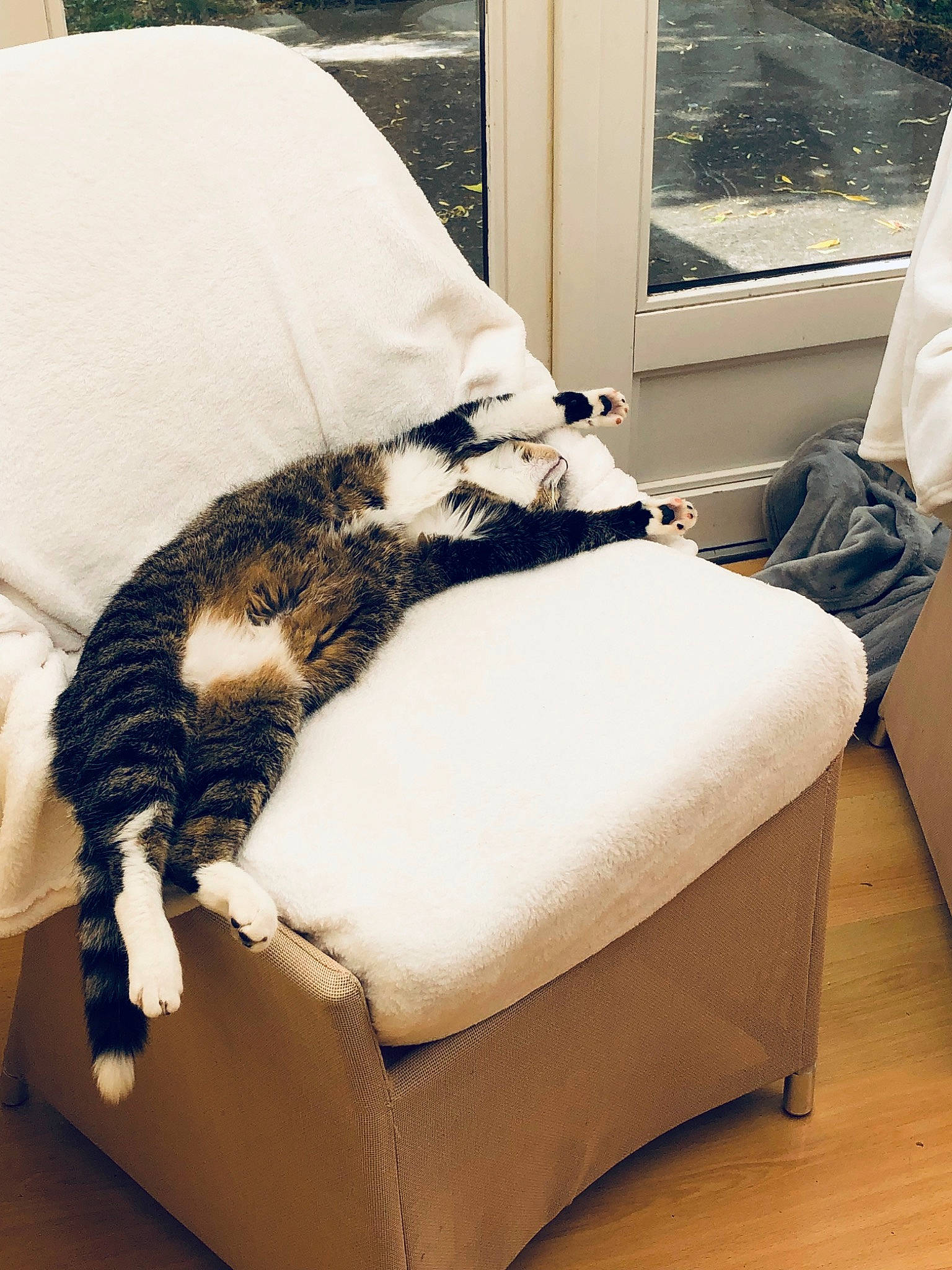 Poison a rejoint le concours — aidez-le/la à gagner de superbes lots ! armrest, carnivore, cat, comfort, couch, felidae, floor, flooring, fur, furniture, hardwood, interior_design, linens, living_room, room, small_to_medium_sized_cats, tail, textile, whiskers, wood