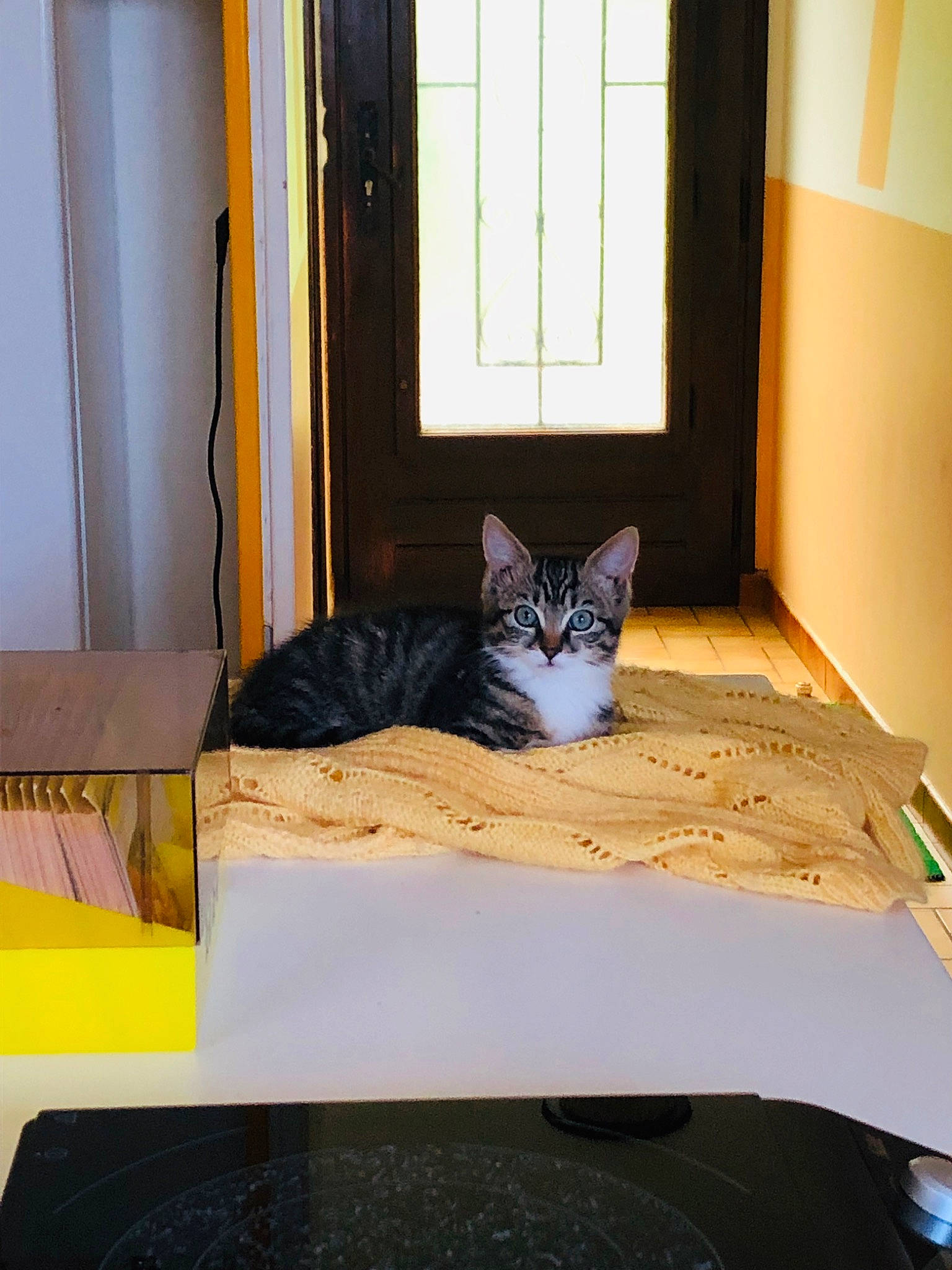 Poison participe au concours pour gagner de l'argent avec cette photo : cardboard, carnivore, cat, comfort, curtain, door, felidae, fixture, floor, flooring, hardwood, interior_design, linens, rectangle, room, small_to_medium_sized_cats, tail, whiskers, window, wood