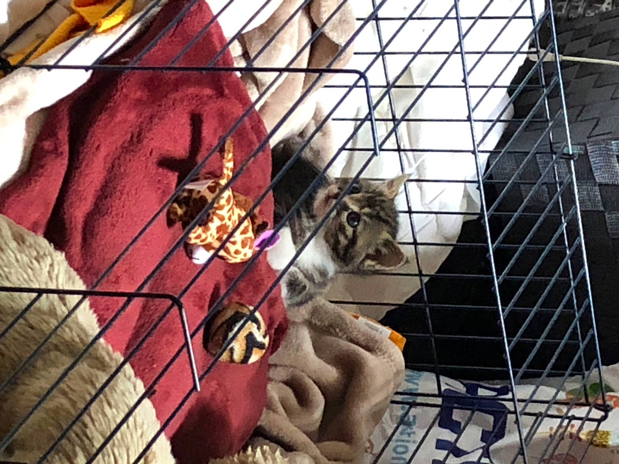 Poison a rejoint le concours — aidez-le/la à gagner de superbes lots ! architecture, art, building, cage, carnivore, cat, facade, fawn, felidae, glass, mesh, metal, pattern, pet_supply, skyscraper, small_to_medium_sized_cats, tints_and_shades, whiskers, window, wood