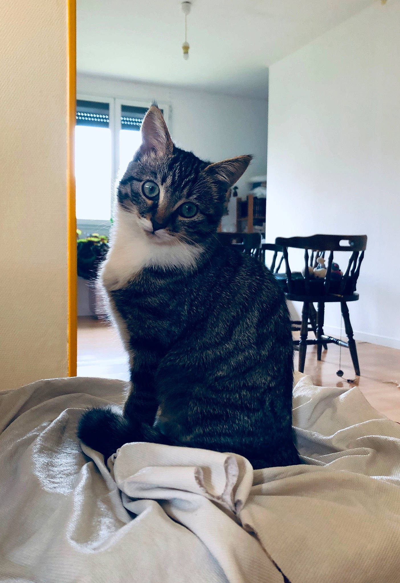 Poison a rejoint le concours — aidez-le/la à gagner de superbes lots ! carnivore, cat, chair, comfort, domestic_short_haired_cat, felidae, flooring, fur, grey, hardwood, linens, pattern, room, sitting, small_to_medium_sized_cats, tail, tree, whiskers, window, wood