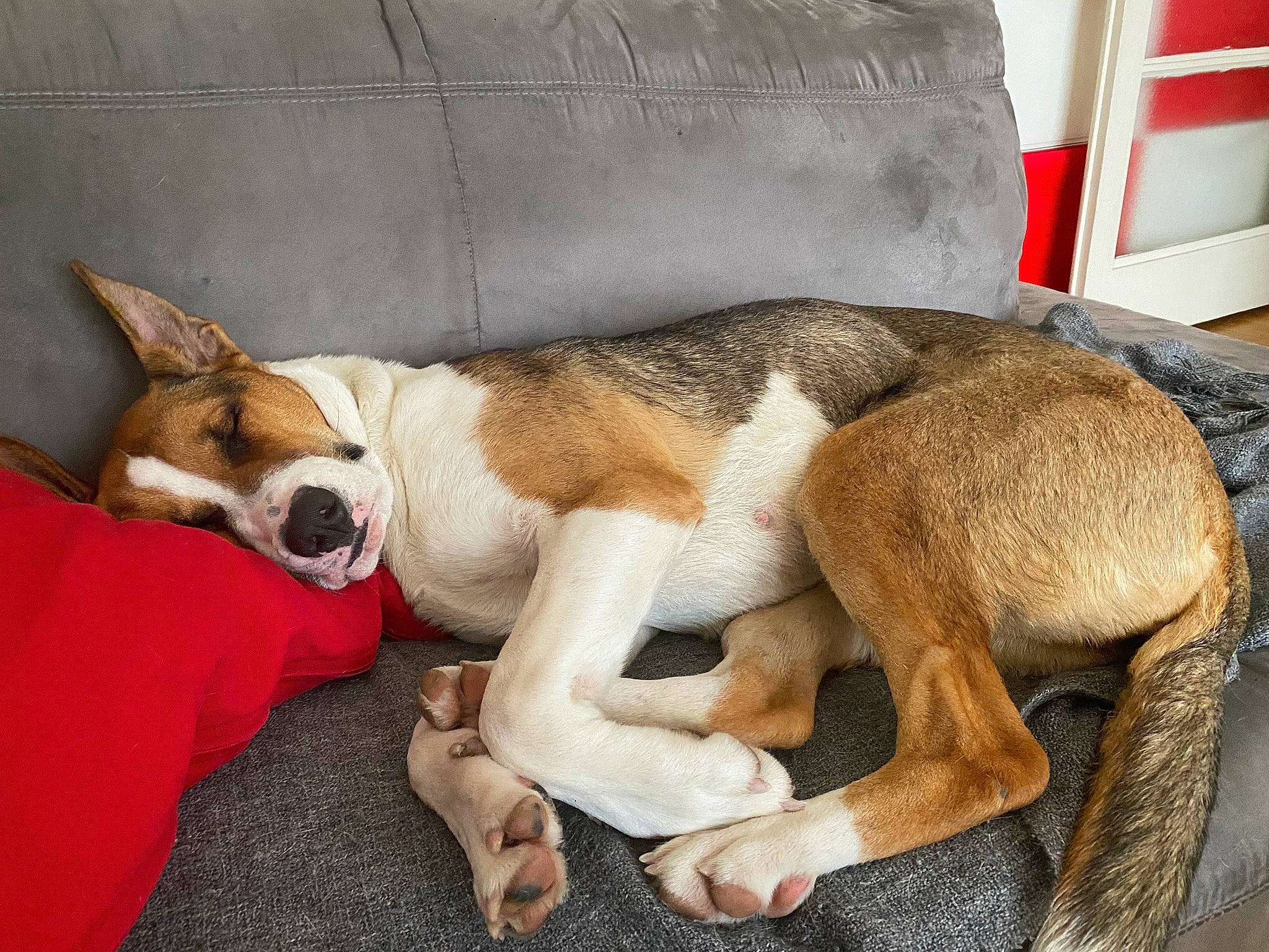 Chelsea participe au concours pour gagner de l'argent avec cette photo : basenji, canidae, carnivore, comfort, companion_dog, couch, dog, dog_breed, fawn, fur, hound, human_leg, nap, paw, scent_hound, snout, sporting_group, tail, whiskers, working_animal