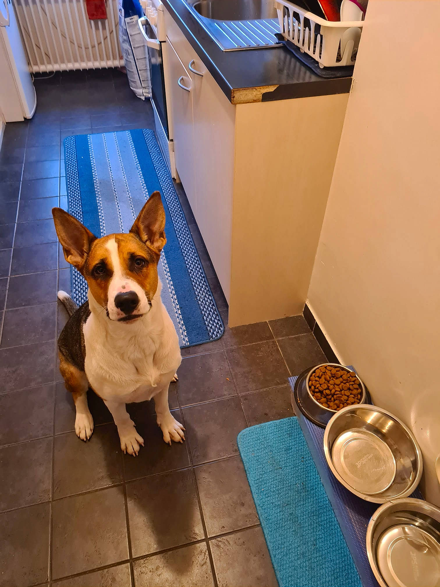 Chelsea a rejoint le concours — aidez-le/la à gagner de superbes lots ! blue, carnivore, coin, companion_dog, currency, dog, dog_breed, dog_supply, fawn, floor, flooring, money, money_handling, pet_supply, snout, tail, terrier, toy_dog, wood, working_animal