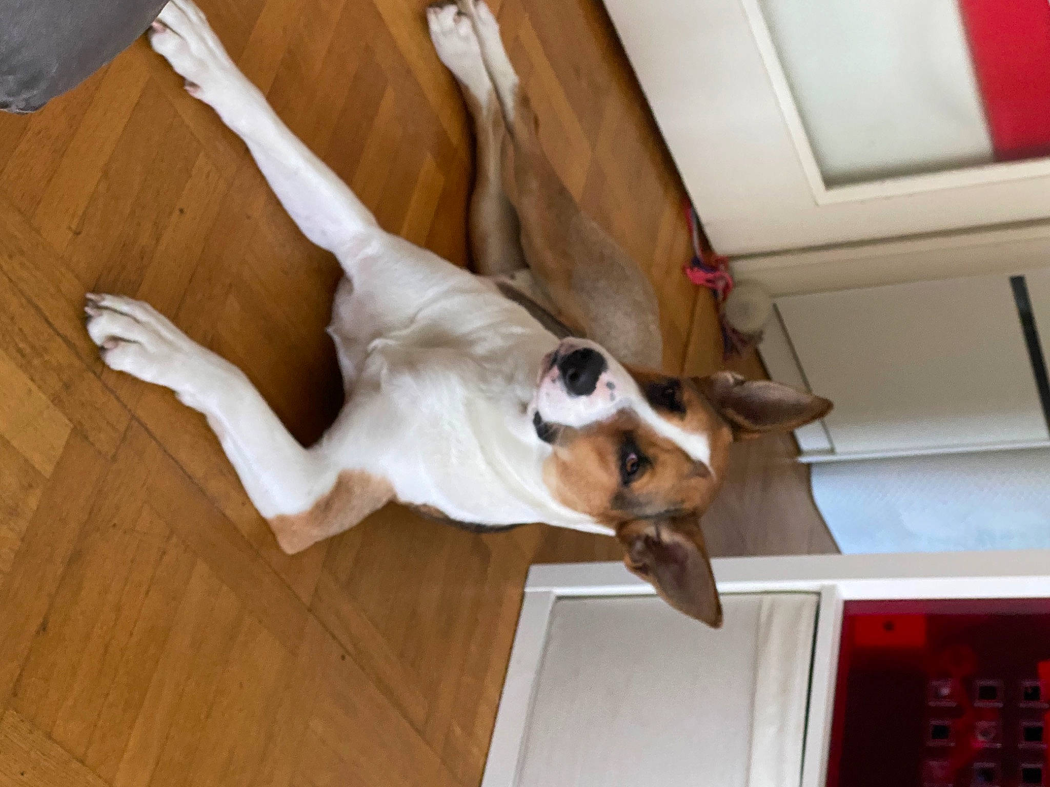 Chelsea a rejoint le concours — aidez-le/la à gagner de superbes lots ! canidae, carnivore, collar, comfort, companion_dog, dog, dog_breed, dog_collar, dog_supply, door, fawn, flooring, foot, hardwood, non_sporting_group, sporting_group, tail, window, wood, working_animal