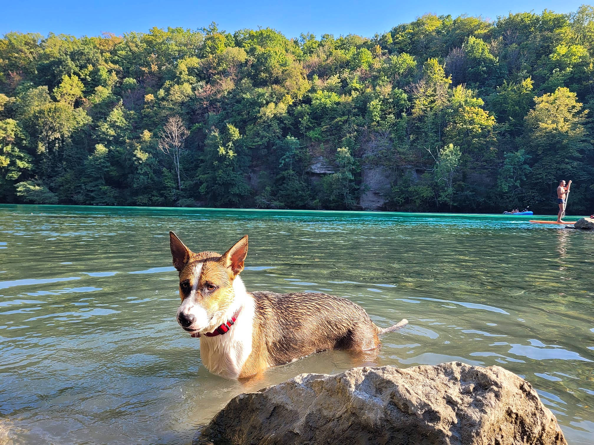 Chelsea a rejoint le concours — aidez-le/la à gagner de superbes lots ! carnivore, companion_dog, dog, dog_breed, fawn, fun, herding_dog, lake, landscape, leisure, natural_landscape, ocean, people_in_nature, plant, recreation, reservoir, sky, travel, tree, water