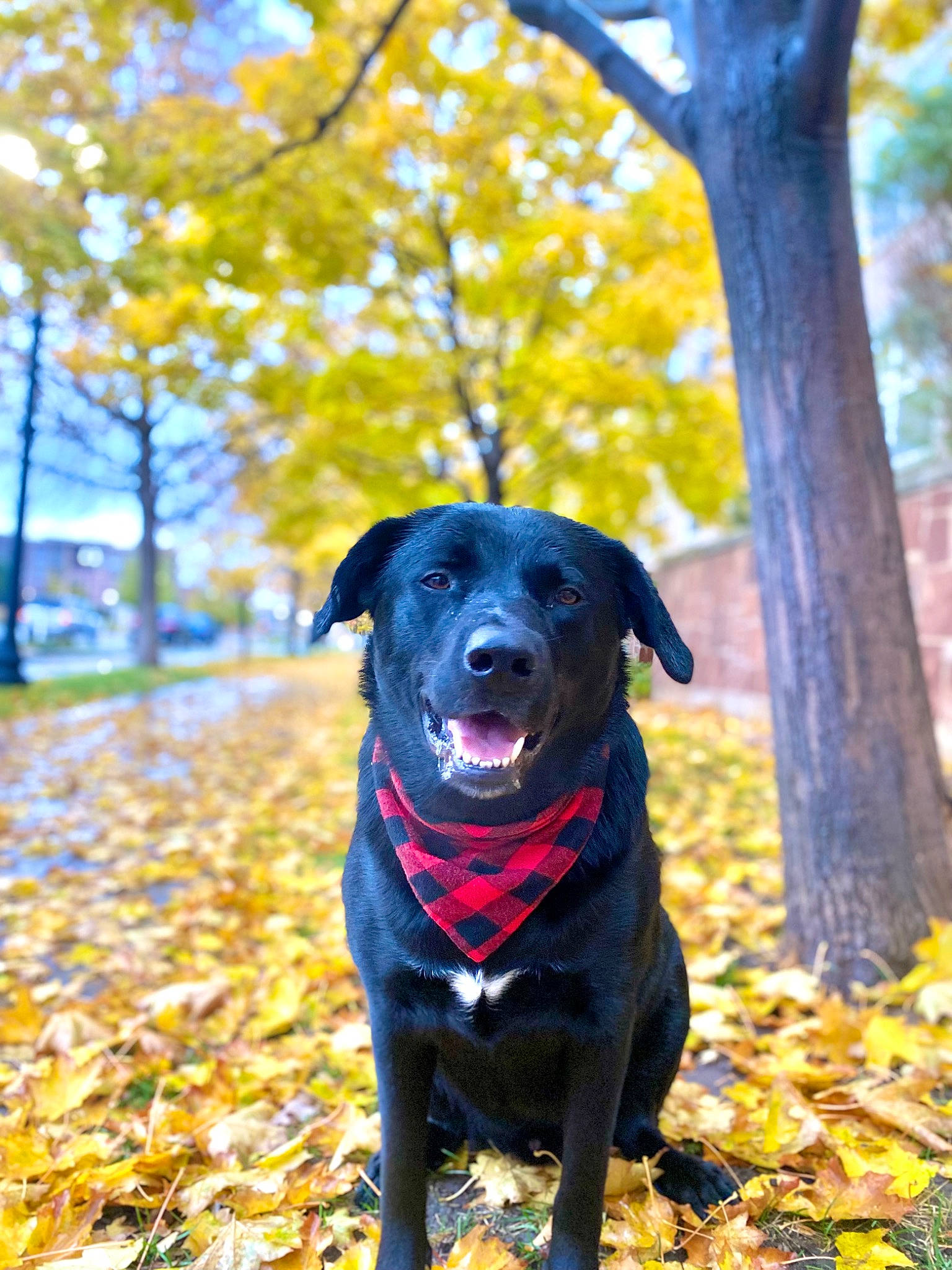 Simba joined the competition — help win amazing prizes! canidae, carnivore, collar, companion_dog, deciduous, dog, dog_breed, dog_collar, electric_blue, fawn, grass, gun_dog, leaf, plant, snout, sporting_group, tail, tints_and_shades, tree, working_animal