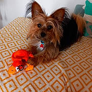 Rex participe au concours pour gagner de l'argent avec cette photo : animal, black_fur, blanket, brown_fur, collar, cozy, cute, dog, ears, furniture, indoor, looking_at_camera, lying_down, orange_toy, patterned_blanket, pet, plush_toy, small_dog, tag, toy