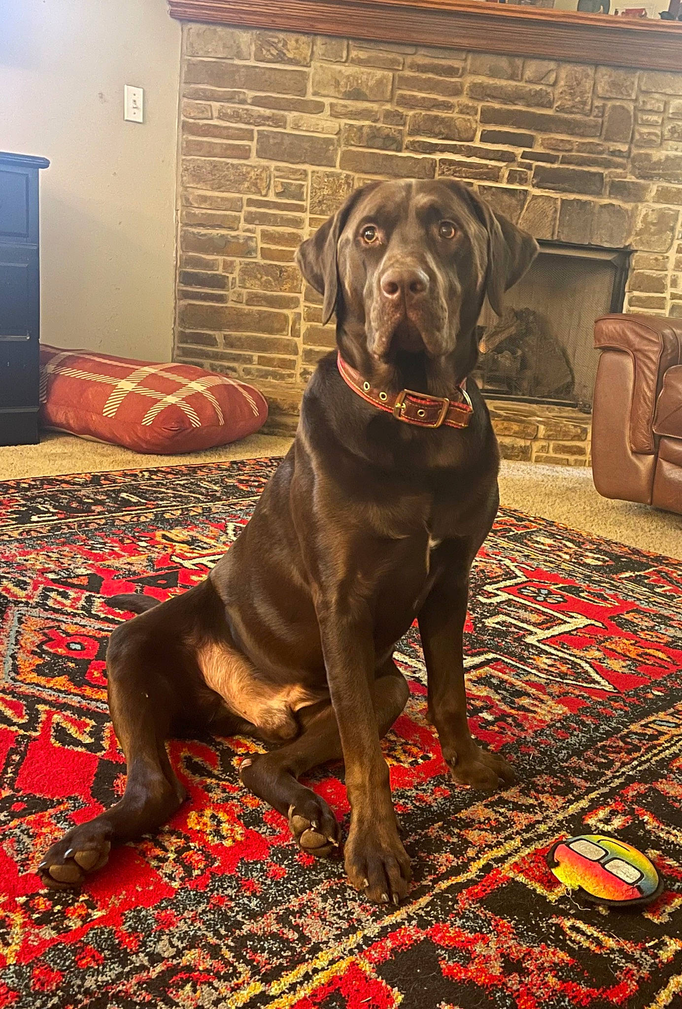 Rip is registered to the contest to win money with this photo: borador, canidae, carnivore, carpet, collar, companion_dog, dog, dog_breed, dog_collar, door, fawn, flooring, fur, guard_dog, gun_dog, liver, sporting_group, wood, working_animal, working_dog