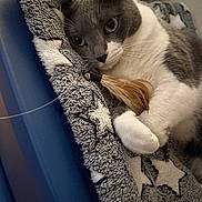 Stormy is registered to the contest to win money with this photo: cat, grey_cat, white_cat, pet, animal, indoor, blanket, star_pattern, feather_toy, close_up, cute, feline, resting, paw, whiskers, fur, cozy, curious, relaxed, domestic_animal