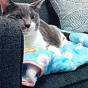 Stormy joined the competition — help win amazing prizes! animal, blanket, blue_blanket, cat, comfort, couch, cozy, ear, feline, fur, gray_cat, home, indoor, paw, pet, relaxed, resting, sofa, whiskers, white_cat