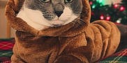 Stormy joined the competition — help win amazing prizes! animal, antlers, cat, christmas_lights, costume, cute, festive, furry, gray_and_white, green_eyes, holiday, holiday_decor, indoor, lying_down, mammal, pet, plaid_blanket, reindeer_costume, relaxed, soft_texture