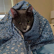 Stormy joined the competition — help win amazing prizes! cat, gray_cat, quilt, blue_quilt, floral_pattern, wrapped, cozy, indoor, pet, animal, feline, bedroom, blanket, snug, cute, green_eyes, fur, ears, whiskers, resting