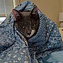 cat, gray_cat, quilt, blue_quilt, floral_pattern, wrapped, cozy, indoor, pet, animal, feline, bedroom, blanket, snug, cute, green_eyes, fur, ears, whiskers, resting