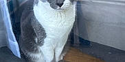 Stormy is registered to the contest to win money with this photo: cat, gray_cat, white_cat, indoor, window, glass, reflection, curtain, wooden_floor, pet, animal, feline, sitting, looking, green_eyes, closeup, domestic_cat, house, still_life, portrait
