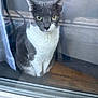 cat, gray_cat, white_cat, indoor, window, glass, reflection, curtain, wooden_floor, pet, animal, feline, sitting, looking, green_eyes, closeup, domestic_cat, house, still_life, portrait