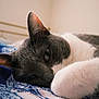cat, gray_cat, white_paw, sleeping, cozy, close_up, indoor, blanket, blue_blanket, pet, feline, whiskers, soft, resting, cute, animal, fur, relaxed, comfort, domestic_cat