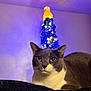 Stormy is registered to the contest to win money with this photo: cat, gray_cat, white_cat, christmas_tree, holiday_lights, decorations, indoor, pet, animal, feline, relaxed, close_up, soft_lighting, blurred_background, black_surface, cozy, festive, ornaments, tree_topper, home