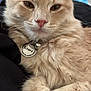 Nemo is registered to the contest to win money with this photo: cat, fluffy, beige, pet, animal, close_up, name_tag, relaxed, fur, indoor, cute, whiskers, ears, portrait, feline, domestic_animal, resting, soft, calm, cute_pet