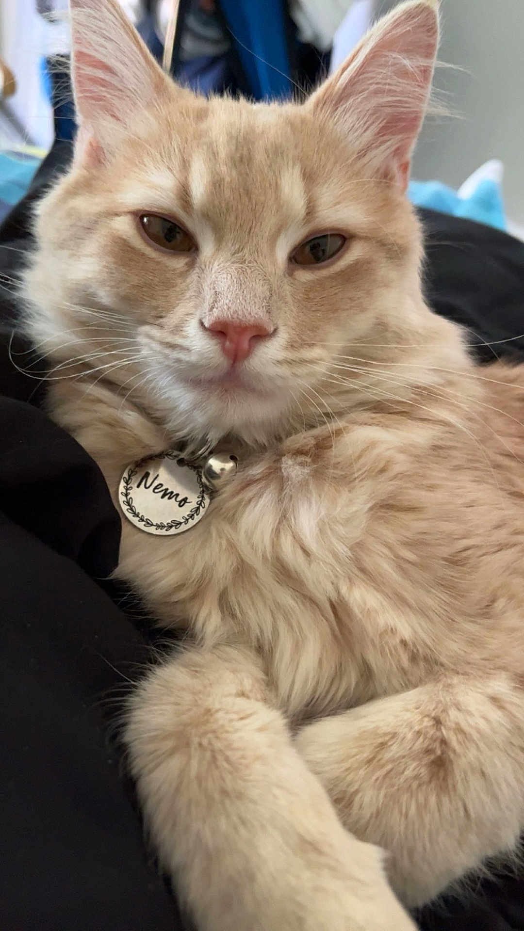 Nemo is registered to the contest to win money with this photo: cat, fluffy, beige, pet, animal, close_up, name_tag, relaxed, fur, indoor, cute, whiskers, ears, portrait, feline, domestic_animal, resting, soft, calm, cute_pet