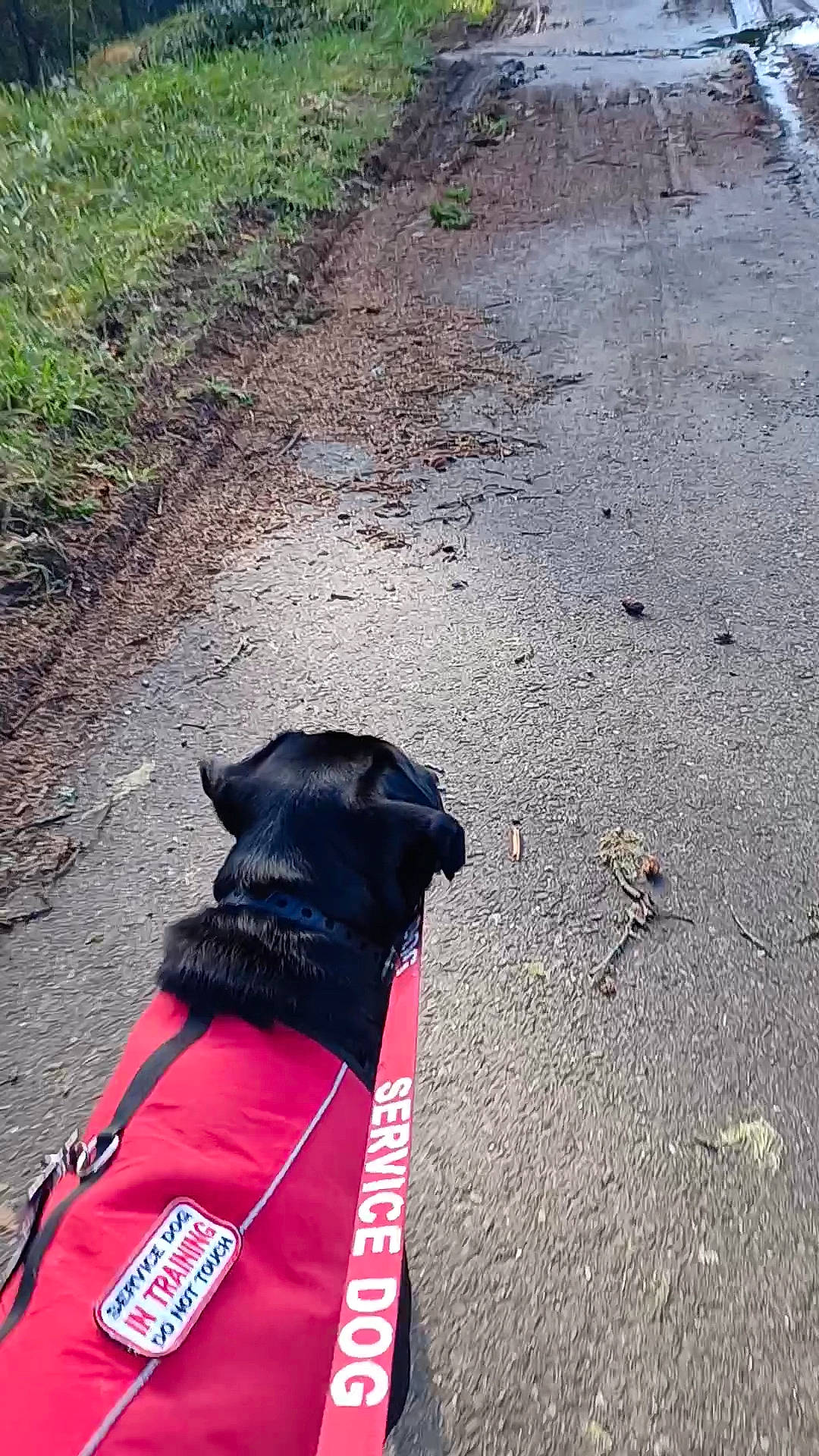 Gg Molly joined the competition — help win amazing prizes! asphalt, carnivore, collar, companion_dog, dog, dog_breed, dog_collar, dog_supply, fashion_accessory, grass, leash, mammal, pet_supply, plant, road_surface, soil, tail, tar, vertebrate, working_animal