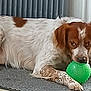 Ruby participe au concours pour gagner de l'argent avec cette photo : dog, dog_face, green_ball, toy, pet, brown_and_white_fur, lying_down, floor_mat, carpet, paw, muzzle, gaze, closeup, indoor, radiator, wall, home_interior, playful, chew_toy, portrait