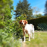Ruby participe au concours pour gagner de l'argent avec cette photo : dog, garden, grass, tree, foliage, outdoor, pet, canine, brown_and_white, standing, sunny, blue_sky, blur, depth_of_field, hedge, collar, backyard, nature, portrait, summer