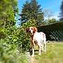 dog, garden, grass, tree, foliage, outdoor, pet, canine, brown_and_white, standing, sunny, blue_sky, blur, depth_of_field, hedge, collar, backyard, nature, portrait, summer