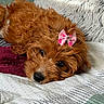 Cali joined the competition — help win amazing prizes! puppy, dog, bow, cute, sleepy, bed, blanket, fur, pet, cozy, indoor, resting, brown, adorable, closeup, animal, soft, nose, ears, face