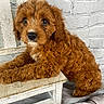 puppy, dog, curly_fur, brown_fur, bench, wooden_bench, white_bench, brick_wall, white_wall, indoor, pet, cute, fluffy, animal, young_dog, looking_up, floor, resting, small_dog, companion
