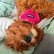 Cali is registered to the contest to win money with this photo: dog, sleeping, bed, blanket, pink_harness, curly_fur, nose, cozy, resting, indoor, cute, pet, fur, close_up, relaxation, mammal, domestic_animal, animal, soft, comfort