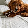 Cali joined the competition — help win amazing prizes! puppy, dog, bed, cord, chewing, fluffy, red_brown, pet, cute, indoor, pillow, fur, animal, lying_down, playful, close_up, soft_texture, domestic, young, resting