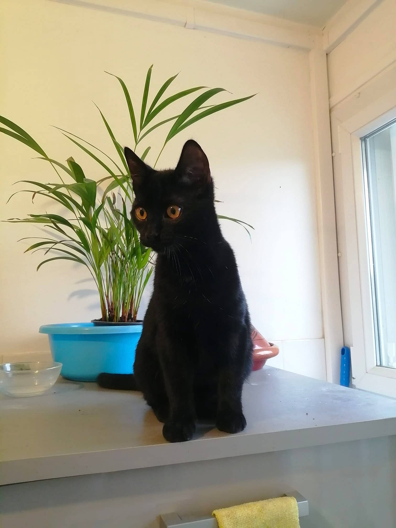 Rock a rejoint le concours — aidez-le/la à gagner de superbes lots ! black_cat, bombay, carnivore, cat, domestic_short_haired_cat, felidae, fixture, flooring, flowerpot, grass, hardwood, houseplant, interior_design, plant, room, small_to_medium_sized_cats, tail, whiskers, window, wood