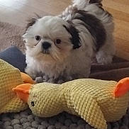 Miki participe au concours pour gagner de l'argent avec cette photo : animal, black_fur, cozy, curious, cute, dog, floor, home, indoor, knitted_toy, pet, playful, puppy, rug, small_dog, stuffed_toy, toy, white_fur, wooden_floor, yellow_duck