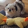 animal, black_fur, cozy, curious, cute, dog, floor, home, indoor, knitted_toy, pet, playful, puppy, rug, small_dog, stuffed_toy, toy, white_fur, wooden_floor, yellow_duck