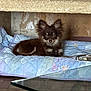 puppy, dog, quilt, blue, indoor, resting, ears, fur, brown, small, pet, animal, nook, curious, looking, floor, glass, metal, handle, cozy
