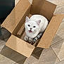 cat, white_cat, cardboard_box, indoor, pet, feline, cute, floor, wooden_floor, looking_up, meowing, sitting, fur, whiskers, domestic_animal, animal, box, playful, curious, young_cat