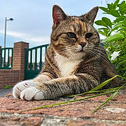 Maya a rejoint le concours — aidez-le/la à gagner de superbes lots ! cat, tabby_cat, animal, pet, outdoor, garden, brick_wall, greenery, leaf, flower, paws, fur, closeup, daylight, calm, resting, nature, quiet, feline, portrait
