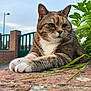 cat, tabby_cat, animal, pet, outdoor, garden, brick_wall, greenery, leaf, flower, paws, fur, closeup, daylight, calm, resting, nature, quiet, feline, portrait