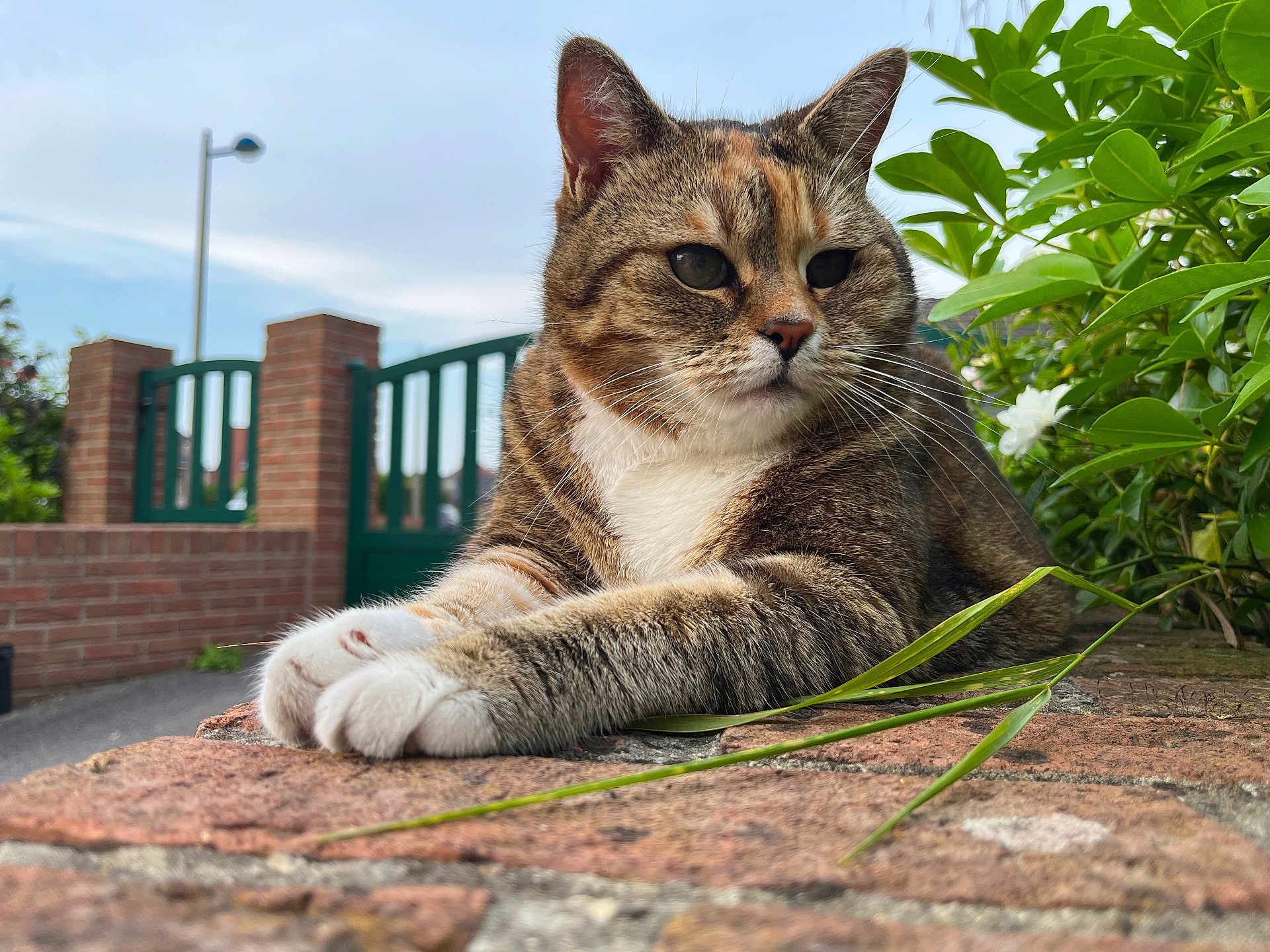 Maya