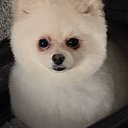 Ghost joined the competition — help win amazing prizes! dog, pomeranian, fluffy, white, pet, indoor, carpet, fur, cute, small_dog, animal, companion, face, ears, black_nose, looking, cozy, domestic, portrait, sitting