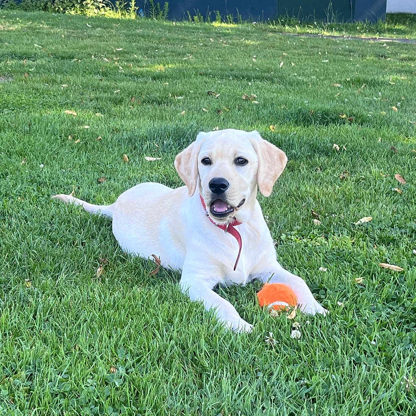 Vaïa participe au concours pour gagner de l'argent avec cette photo : animal, ball, canine, dog, football, grass, hound, labradorretriever, lawn, nature, outdoors, pet, plant, puppy, soccer, soccerball, sport, tennis, tennisball, yard