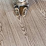 Choupette a rejoint le concours — aidez-le/la à gagner de superbes lots ! cat, tabby_cat, pet, animal, floor, wooden_floor, indoor, laying_down, curious, ears, wide_eyes, fur, whiskers, paws, tail, striped, domestic_cat, looking_up, mammal, cute