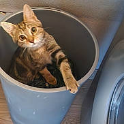 Choupette a rejoint le concours — aidez-le/la à gagner de superbes lots ! cat, tabby_cat, trash_bin, indoor, wood_floor, paw, curious, pet, domestic, feline, container, grey, wall, floor, household, washing_machine, looking_up, cute, playful, animal